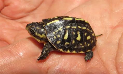 Florida Box Turtle (hatchling) | Project Noah