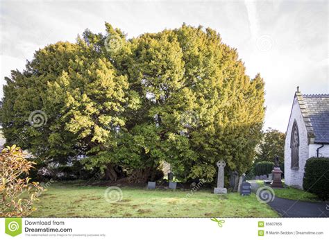 Yew Tree, Church of St Digain, Llangernyw, Wales Stock Photo - Image of religion, 4000: 85607856