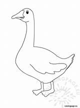 Goose  Coloring Page sketch template