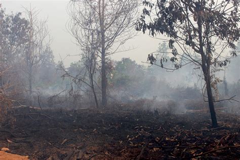 Fires smoldering from a peat forest in West Kalimantan. Image by ...