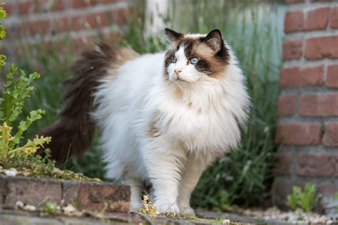 Persian Ragdoll Mix Cat - 12 Traits Of This Unique Cat Breed