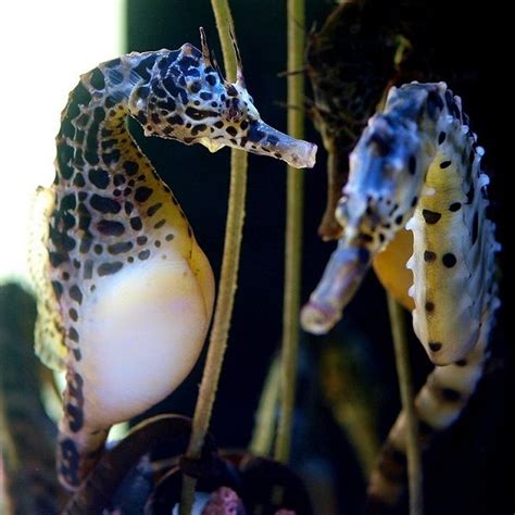 Ten of the Worlds Most Beautiful, Amazing and Unusual Seahorses Saltwater Aquarium, Aquarium ...