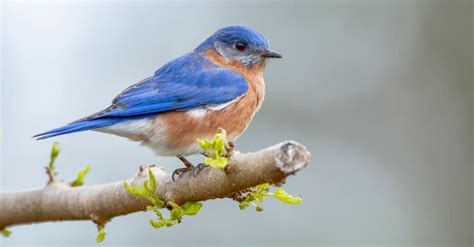 5 Types of Birds That Are Blue - A-Z Animals