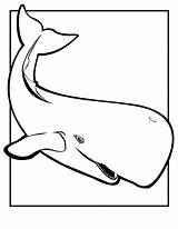 Free Printable Whale Coloring Pages For Kids sketch template