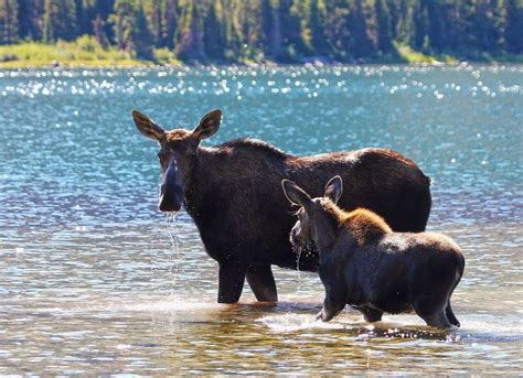 18 best Glacier National Park Wildlife images on Pinterest | Glacier national parks, Wildlife ...