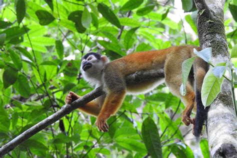 Explore Corcovado National Park - The Most Biodiverse Place on Earth