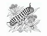 Free Caterpillar Coloring Pages For Kids sketch template