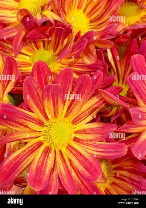 Orange yellow daisies hi-res stock photography and images - Alamy