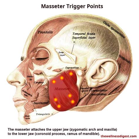 Masseter Muscle: Jaw, Eye, Ear, Pain, Sensitive Teeth - The Wellness Digest