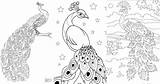 Peacock Coloring Pages Kids Printable Cute Color Drawing Print  sketch template