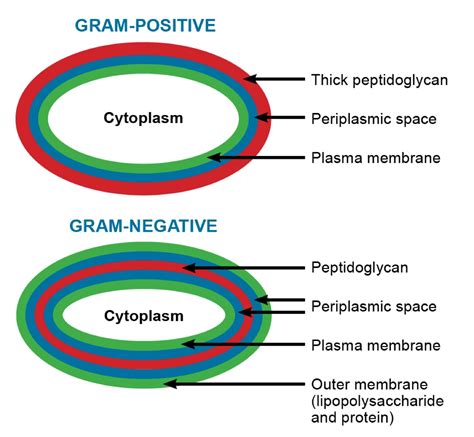 Bacterial peptidoglycans: Snicking away at animal performance | DSM Animal Nutrition & Health