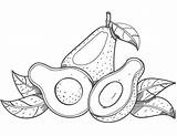 22  avocado coloring page SohailMaurley sketch template