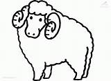Sheep Coloring Pages sketch template