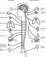 Endocrine Glands System Coloring Page Pages sketch template