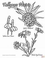Tallgrass Prairie Wildflowers coloring page  Free Printable Coloring Pages sketch template