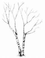 Birch Tree Coloring Page At GetColoringscom  Free Printable Colorings sketch template