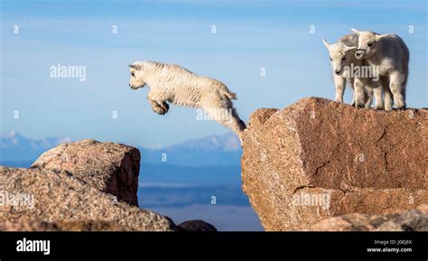 Mth goat kids jumping hi-res stock photography and images - Alamy