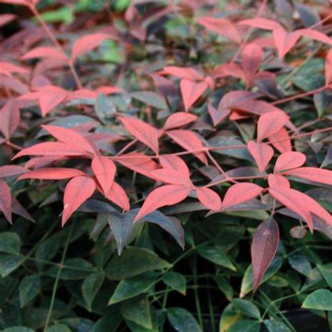 Nandina domestica 'Murasaki flirt' | Yougardener