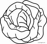 Cabbage Coloring Pages sketch template