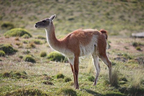 Guanaco: características, alimentación y reproducción - FOTOS