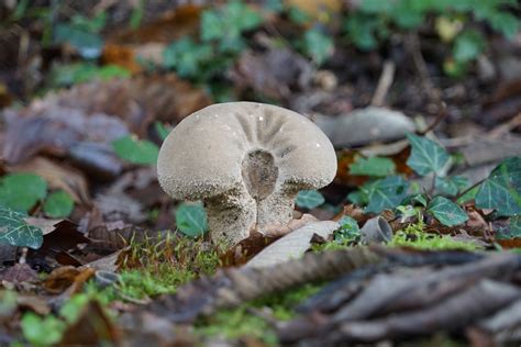 Wolf Musk Mushroom Free Stock Photo - Public Domain Pictures