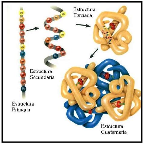 Estructura de las proteínas | Proteinas quimica, Proteinas bioquimica ...