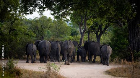 a herd of African elephants Stock Photo | Adobe Stock