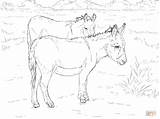 Coloring Pages Of Donkeys sketch template