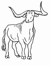 Texas Longhorns Coloring Pages Free sketch template
