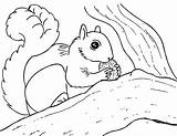 Squirrel Coloring Pages Printable sketch template
