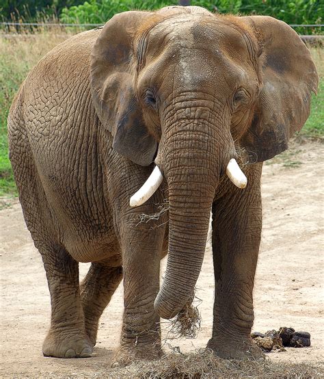 File:Elephant at Indianapolis Zoo.jpg - Wikimedia Commons