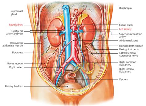 Kidneys – Earth's Lab