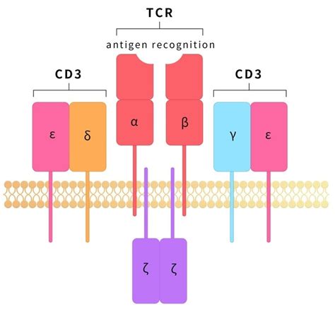 CD3 proteins: Targets for bispecific antibodies : Get Quote, RFQ, Price or Buy