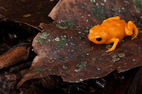 New Glow-in-the-Dark Pumpkin Toadlet Species Found in Brazil - WhoWhatWhy