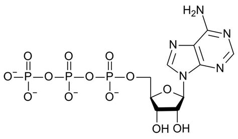 What is Adenosine Triphosphate (ATP)? – Homestead on the Range