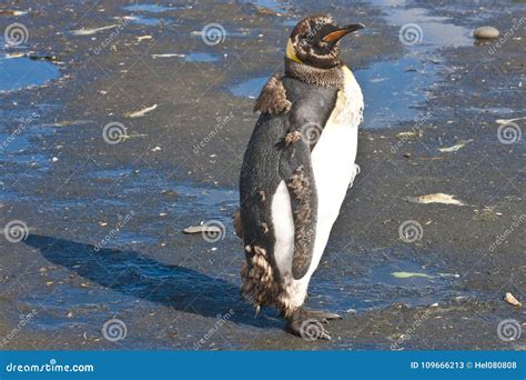 King Penguin Molting Feathers, Antarctica Stock Image - Image of together, south: 109666213