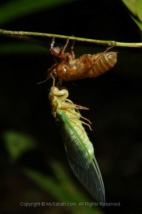 Cicada, the loudest insect in the world - MySabah.com