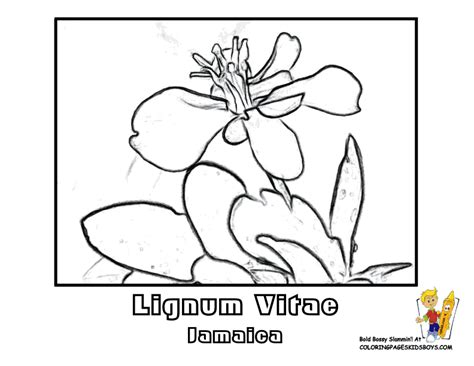 Lignum Vitae Drawing