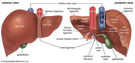 Anatomy Liver Labeled Clipart, 59% OFF