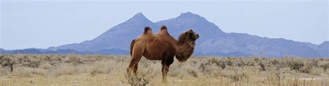 The Wild Camel Protection Foundation (WCPF)