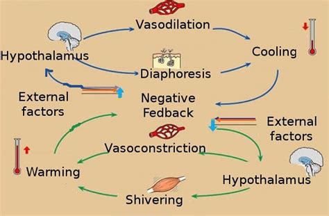 Feedback Mechanism - The Definitive Guide | Biology Dictionary