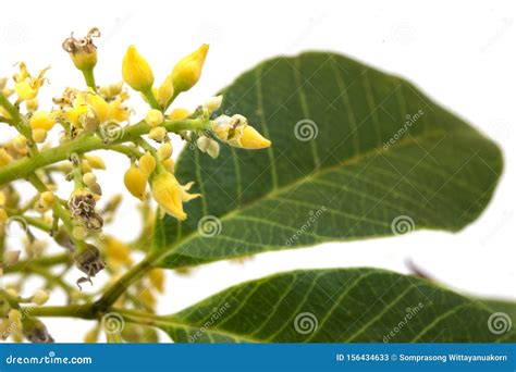 Rubber Flowers Hevea Brasiliensis and Green Leaves Isolated on White ...