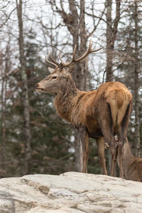 Large Elk with Large Antlers Stock Image - Image of bambi, antlers ...