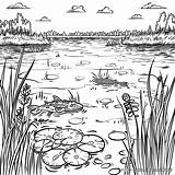 Ecosystem Coloring Pages  Free & Printable sketch template