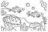 Sea Cucumber Coloring Pages  Free Printable PDF JPG PNG & Online sketch template