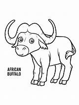 Buffalo Coloring Page Pages sketch template