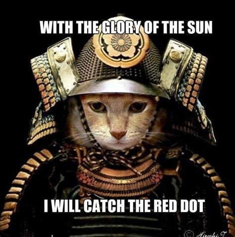 Samurai Cat - Meme Guy