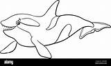 Cartoon orca Or killer whale Animal Character coloring Book Page Stock  sketch template