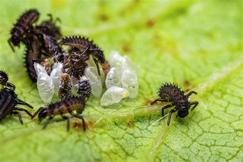 Baby Ladybugs Hatching from Eggs Photograph by Aron's Tiny Safari - Fine Art America