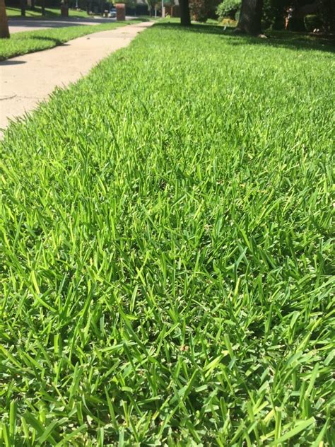 St. Augustine Grass Seed - Why We Don't Stock ItWells Brothers Pet ...